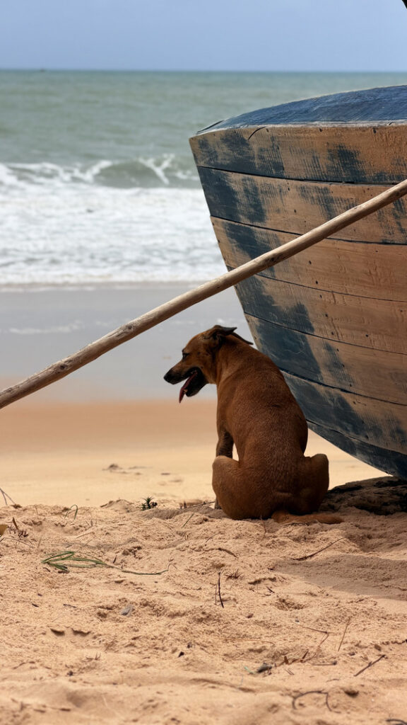 Trekking Costa Potiguara